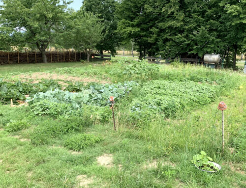 Gartentipps Juli